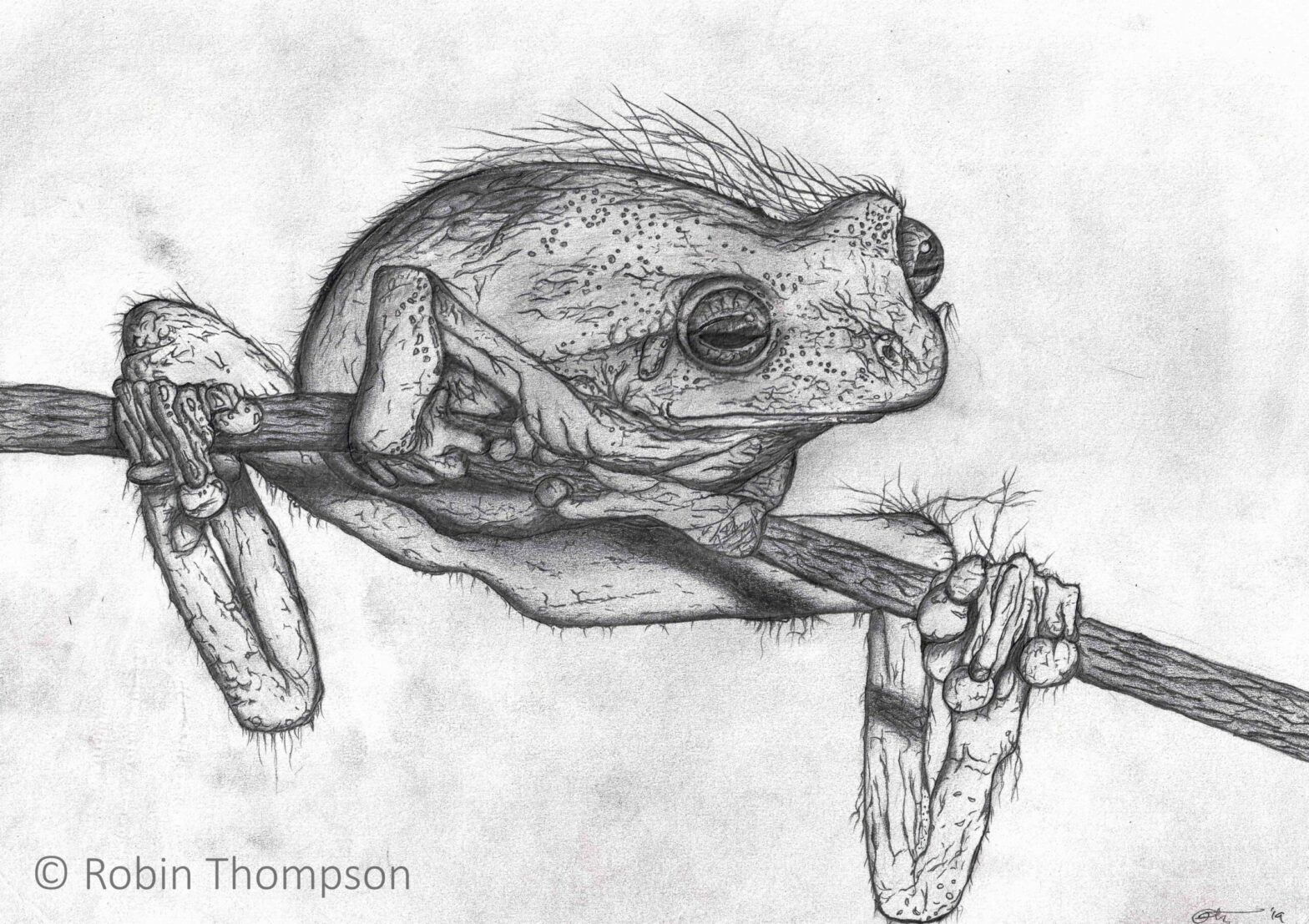 A black and white greylead pencil drawing of an Australian tree frog resting on a branch. The frog has what appear to be thin hairs flowing from its skin.