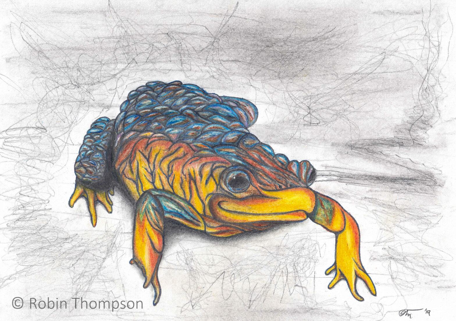 A drawing of a sunset frog, looking towards the viewer in a friendly manner. The frog is coloured in yellows, reds and blues.