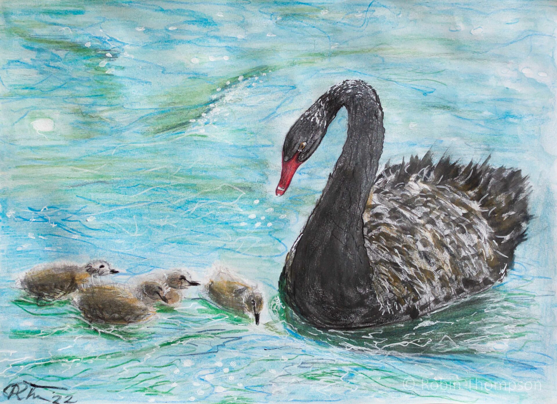 Watercolour and pencil drawing of a black swan bird swimming with their young swanlings (cygnets). The water appears cool and blue, with some hints of green. The cygnets appear soft and youthful.